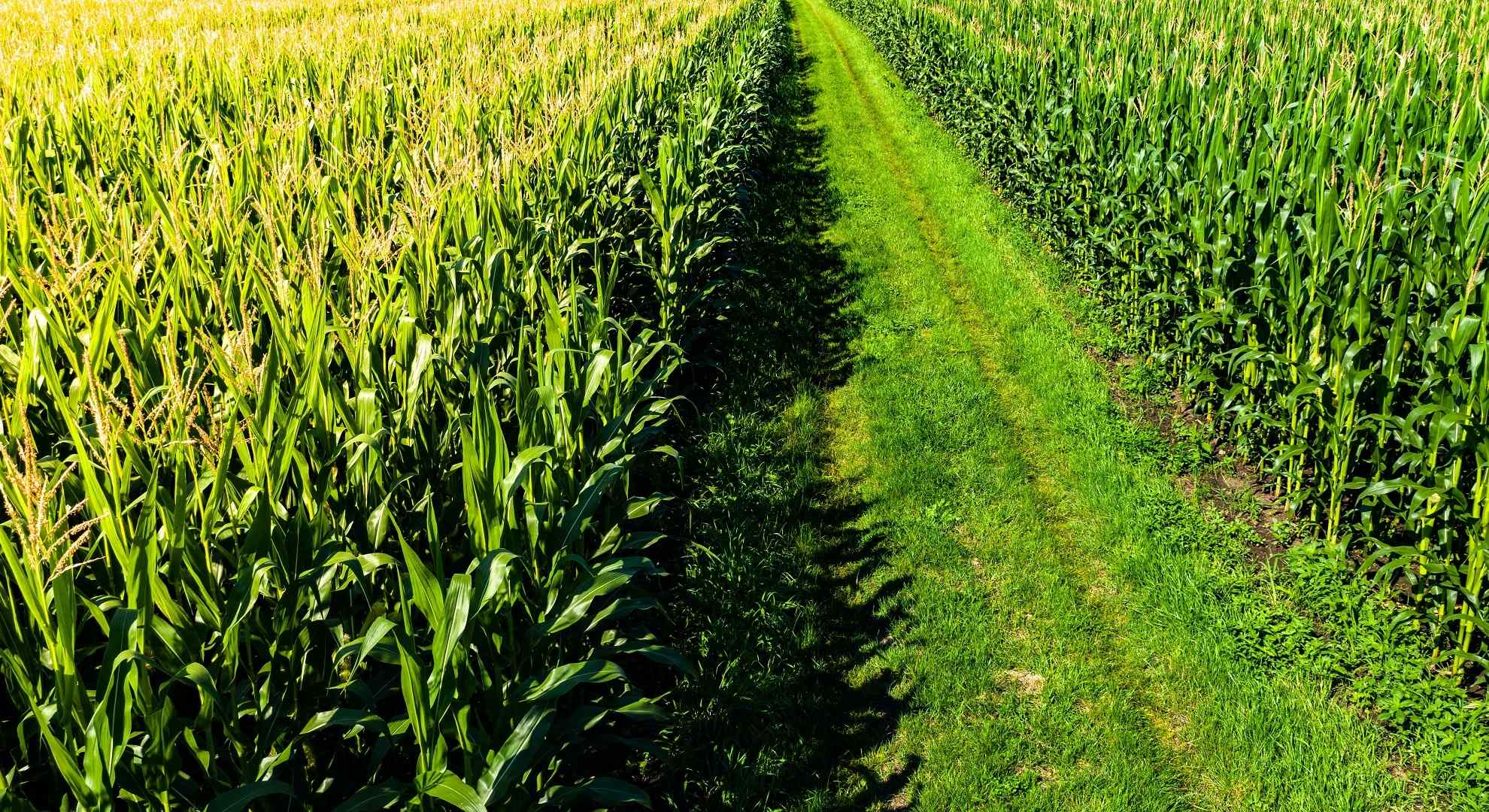 Fundo Imobiliário Riza Terrax (RZTR11) – Comprehensive Analysis for Foreign Investors